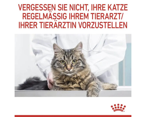 Katze beim Tierarzt zur Untersuchung