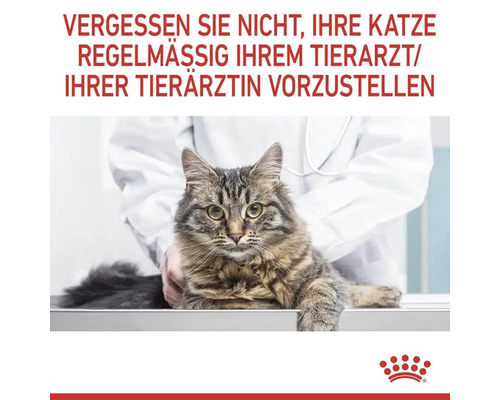 Eine Katze wird in einer Tierarztpraxis untersucht.