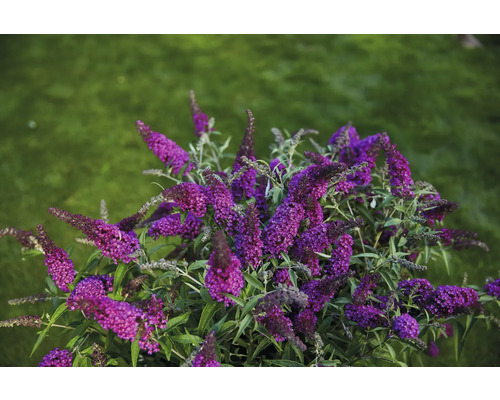 Buddleia de David, arbre à papillons Buddleja davidii 'Summer Kids ® Leni' h 40-50 cm Co 5 l Buddleja à fleurs lilas dans le jardin