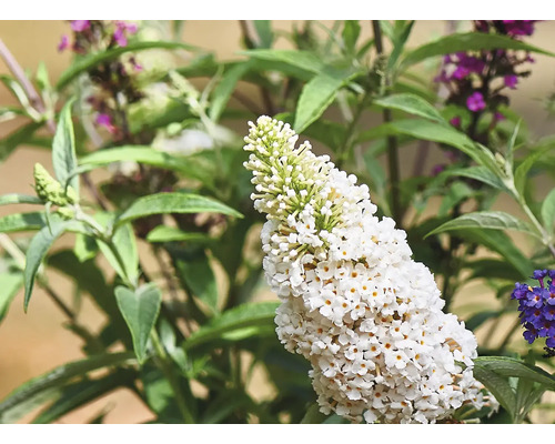 Gros plan sur une fleur de buddléia blanche