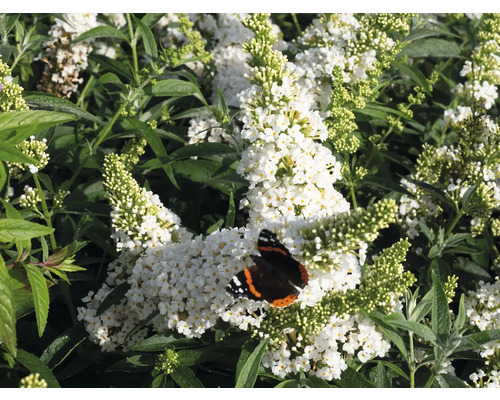 Buddleia de David, arbre à papillons Buddleja davidii 'Summer Kids ® Marie' h 40-50 cm Co 5 l Arbre à papillons avec fleurs blanches et papillon