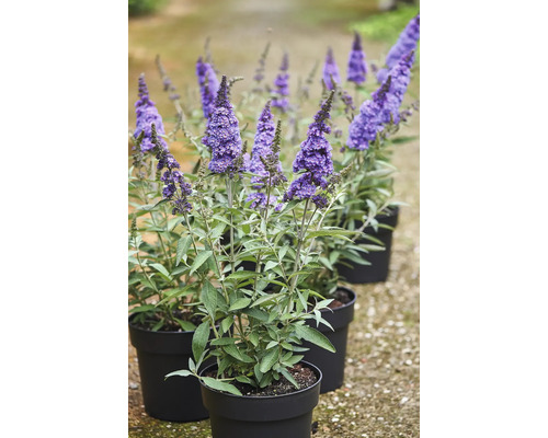 Buddleia de David, arbre à papillon Buddleja davidii 'Summer Kids ® Micki' h 40-50 cm Co 5 l Buddleias en pots avec des épis de fleurs violettes