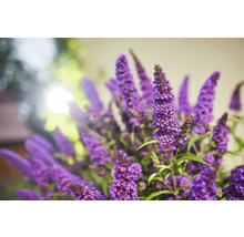 Inflorescence de Buddleja davidii en détail