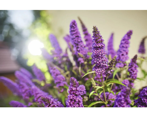 Buddleia de David, arbre à papillons Buddleja davidii 'Summer Kids ® Romy' h 40-50 cm Co 5 l Inflorescence de Buddleja davidii en détail
