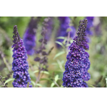 Gros plan d''un Buddleja en fleurs dans un jardin