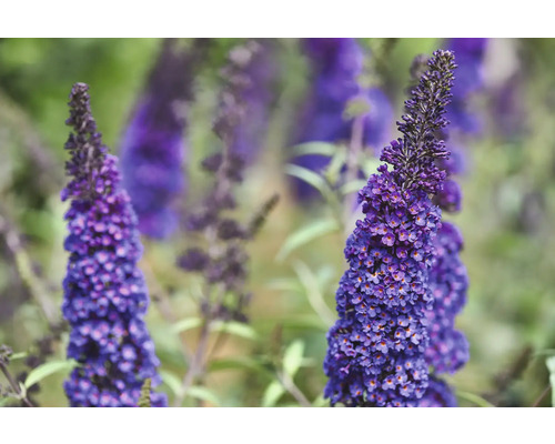Buddleia de David, arbre à papillons Buddleja davidii 'Summer Teens ® Bruno Blue' h 40-50 cm Co 5 l Gros plan d''un Buddleja en fleurs dans un jardin