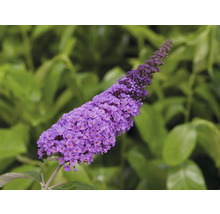 Gros plan sur un Buddleja