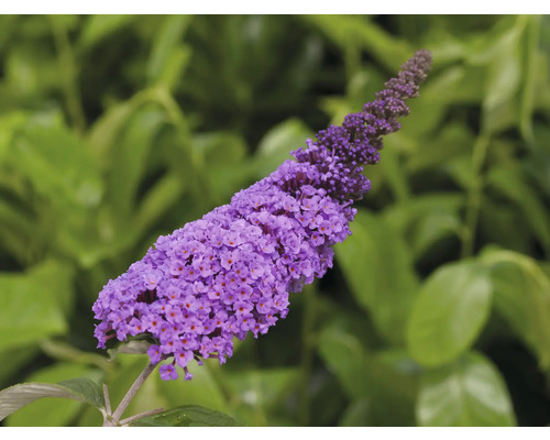 Buddleia de David, arbre à papillons Buddleja davidii 'Summer Teens ® Lilith Lilac' h 40-50 cm Co 5 l Gros plan sur un Buddleja