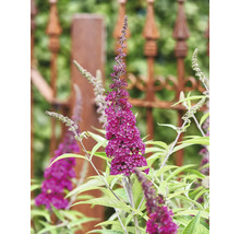 Buddleja aux fleurs pourpres devant une clôture