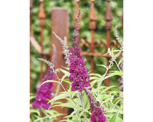 Buddleia de David, arbre à papillons Buddleja davidii 'Summer Teens ® Mats Magic Red' h 40-50 cm Co 5 l Buddleja aux fleurs pourpres devant une clôture