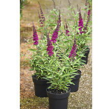Arbres à papillons en pots avec des épis de fleurs pourpres.