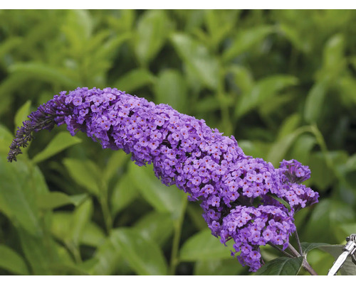 Buddleia de David, arbre à papillons Buddleja davidii 'Summer Teens ® Vivian Violet' h 40-50 cm Co 5 l Fleur d’arbre à papillons sur fond vert
