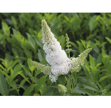 Arbre à papillons avec des fleurs blanches