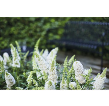 Gros plan d''un groupe de plantes Buddleja davidii dans le jardin avec un banc en arrière-plan.