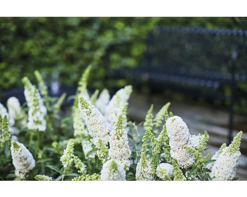 Buddleia de David, arbre à papillons Buddleja davidii 'Summer Teens ® Wilma White' h 40-50 cm Co 5 l Gros plan d''un groupe de plantes Buddleja davidii dans le jardin avec un banc en arrière-plan.