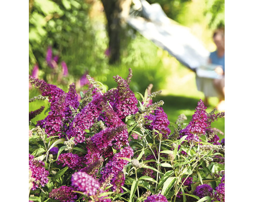 Buddleia de David, arbre à papillons Buddleja davidii 'Summer Kids ® Leni' h 30-40 cm Co 3 l