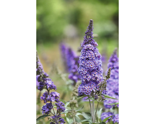 Buddleia de David, arbre à papillon Buddleja davidii ‘Summer Kids ® Micki‘ h 30-40 cm Co 3 l