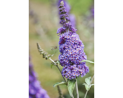 Arbre aux papillons avec insecte dans le jardin
