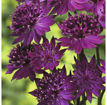 Gros plan sur de grandes fleurs d''astrance