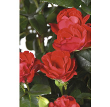 Rose « Zepeti » h env. 20 cm Co, 2 L Busch-thumb-1
