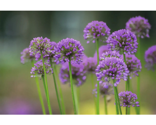 Gros plan sur des fleurs d''ail d''ornement dans le jardin