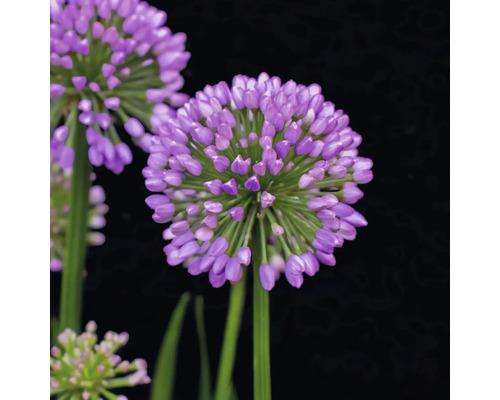 Gros plan d''une fleur d''ail d''ornement