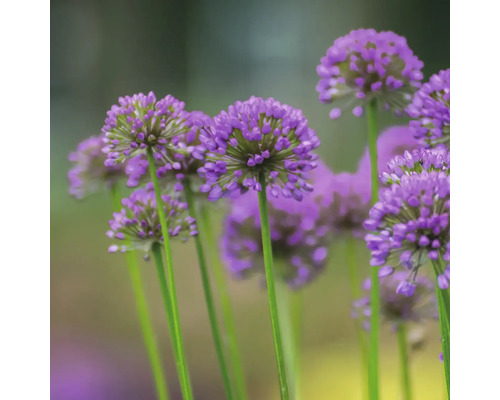 Gros plan de fleurs d''ail d''ornement avec de longues tiges