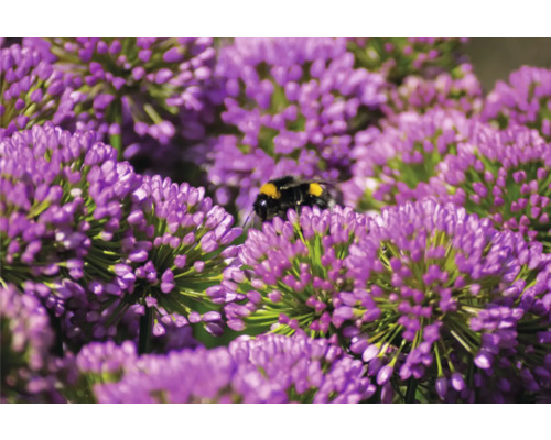 Gros plan sur des fleurs d''ail ornemental violettes avec un bourdon