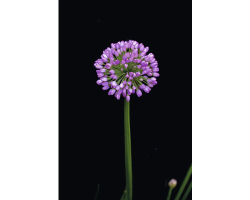 Fleur d''ail d''ornement sur tige