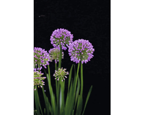 Ail d''ornement en fleurs avec des inflorescences rondes et violettes et des tiges vertes.