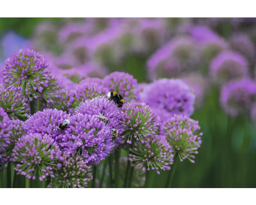 Gros plan de fleurs d''ail d''ornement avec des insectes.