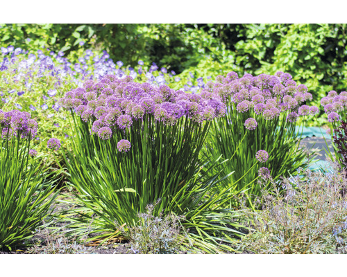 Ail d''ornement dans une plate-bande de jardin