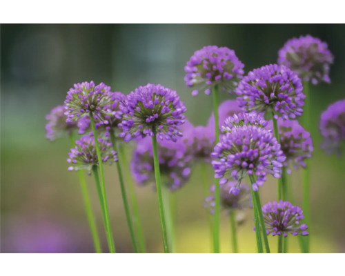 Gros plan d''ail d''ornement violet dans le jardin.
