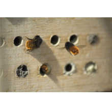 Hôtel à insectes dobar abri pour abeilles Maja toit en hêtre 23 x 14 x 29 cm naturel-thumb-11