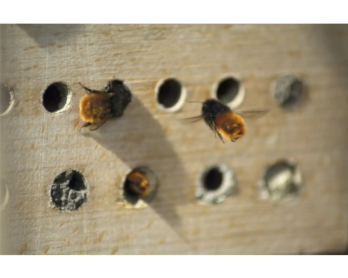 Bienen vor einem Bienenhotel