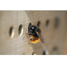 Hôtel à insectes dobar abri pour abeilles Maja toit en hêtre 23 x 14 x 29 cm naturel-thumb-12