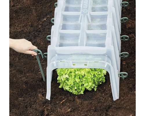 Garten-Frühbeet mit Salatpflanze und Erdanker im Gartenboden