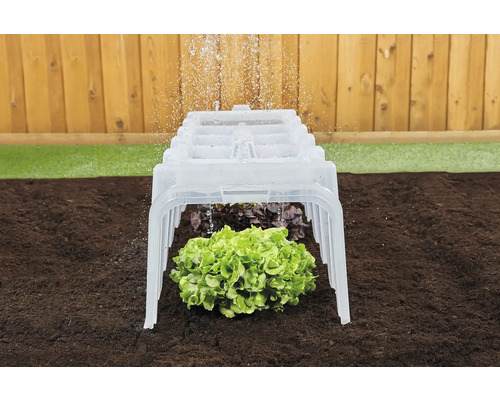 Bewässerung eines Salatkopfs unter einem Frühbeet