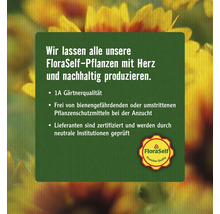 Sonnenhut FloraSelf Rudbeckia fulgida 'Goldsturm' H 5-70 cm Co 0,5 L-thumb-5