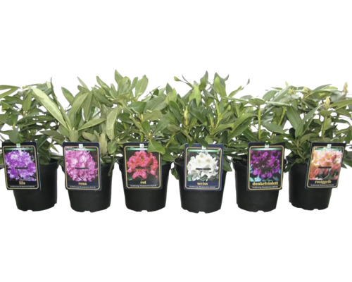 Rhododendron in verschiedenen Farben im Topf