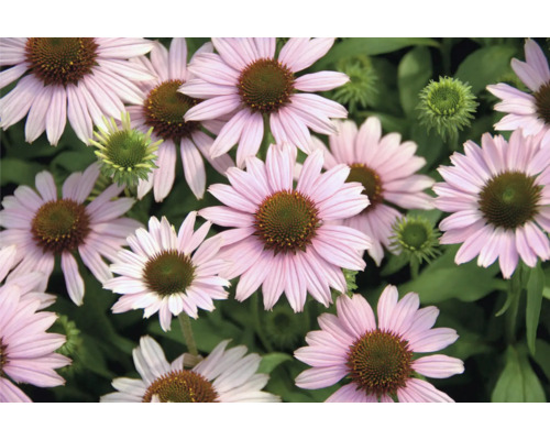 Mélange d'échinacées FloraSelf Echinacea purpurea h 30-40 cm Co 5 l diff. variétés Gros plan sur des rudbeckies roses en fleurs
