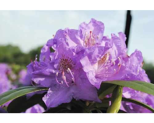 Nahaufnahme einer violetten Rhododendronblüte