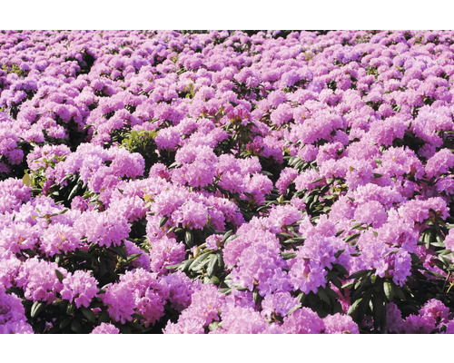 Feld mit blühenden Rhododendren