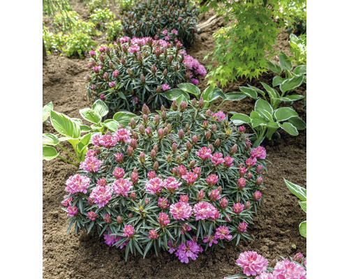 Drei Rhododendronbüsche im Gartenbeet