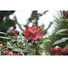 Gros plan d''un rhododendron rouge en fleurs.