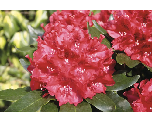 Gros plan d''une fleur de rhododendron rouge avec des feuilles vertes
