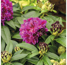Gros plan d''une fleur de rhododendron pourpre avec des feuilles vertes et des boutons floraux.