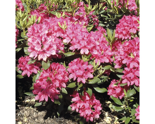 Großblumige Alpenrose FloraSelf Rhododendron Hybride 'Wine and Roses' ® H 30-40 cm Co 6 L Großblumige Alpenrose FloraSelf Rhododendron Hybride 'Wine and Roses' ® H 30-40 cm Co 6 L