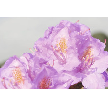 Großblumige Alpenrose, Rhododendron FloraSelf Rhododendron 'Catawbiense Grandiflorum' H 60-70 Co 15 L