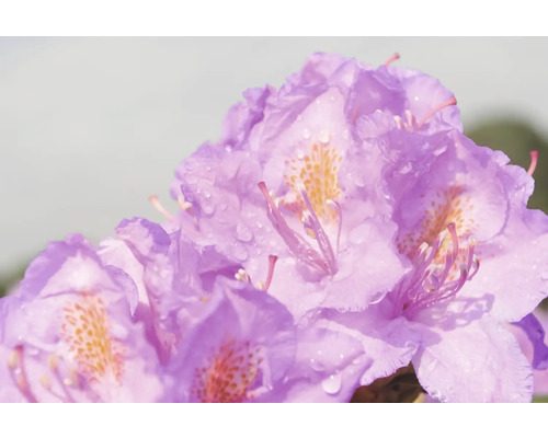 Nahaufnahme von Rhododendronblüten mit Wassertropfen